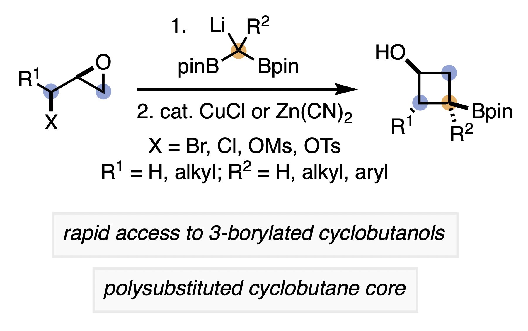 TOC graphic showing an epihalohydrin being converted into a borylated cyclobutanol. 